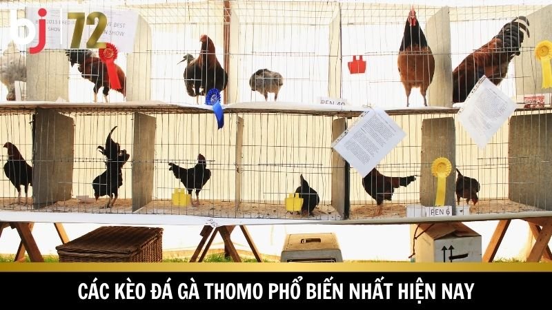 Nhiều kèo đá gà thomo thịnh hành hiện nay