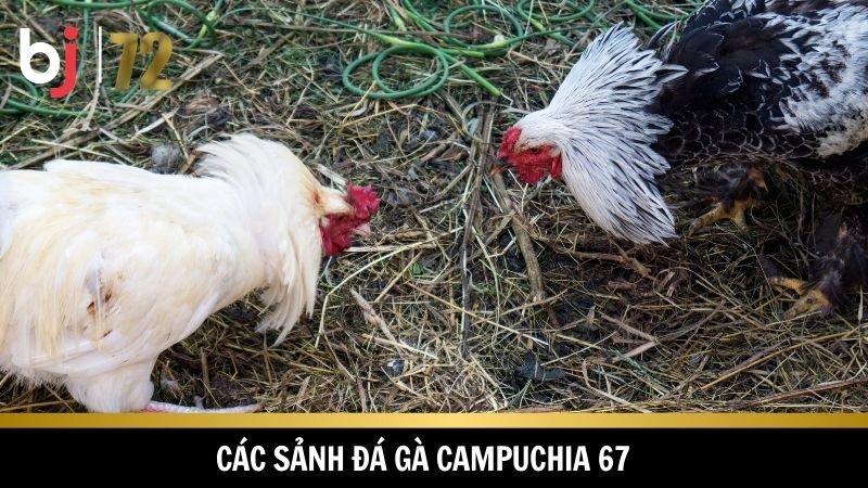 Đa dạng sảnh cược khi chơi