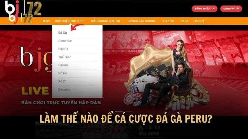 Làm thế nào để cá cược đá gà Peru?