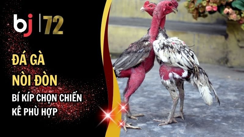 Đá Gà Nòi Đòn Và Bí Kíp Chọn Chiến Kê Phù Hợp