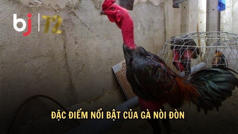 Đặc điểm nổi bật của gà nòi đòn