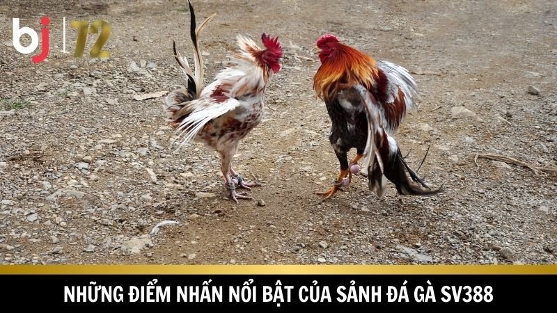 Đá gà SV388 cùng nhiều ưu điểm nổi trội 
