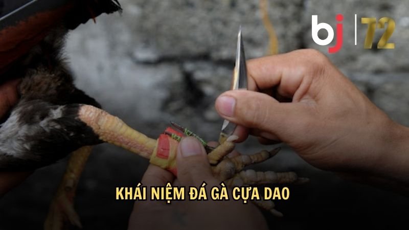 Khái niệm đá gà cựa dao 