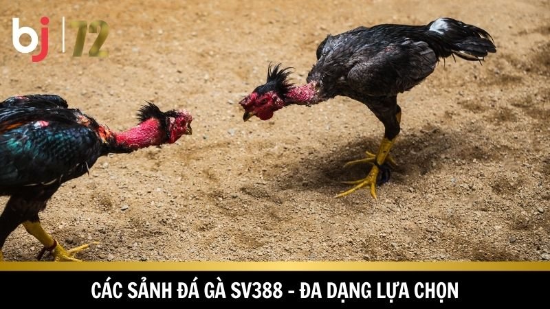 Nhiều sảnh cược đa dạng sự lựa chọn 