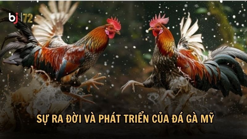 Sự ra đời và phát triển của đá gà Mỹ