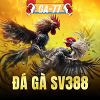 ga77 trang chủ thomo