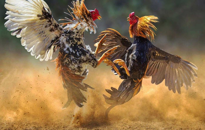 Đá gà GA77 - Sân chơi của những trận hùng kê đỉnh cao